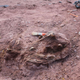 El fósil de dinosaurio surgió de la tierra en el oeste de Argentina.